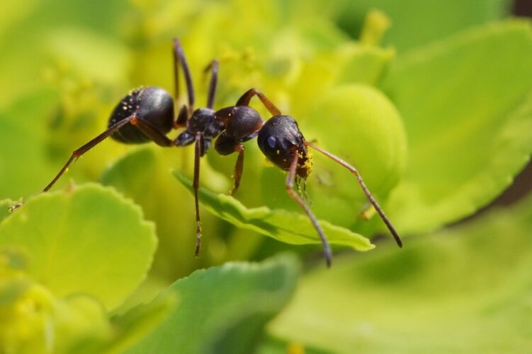 Ant against prostate inflammation
