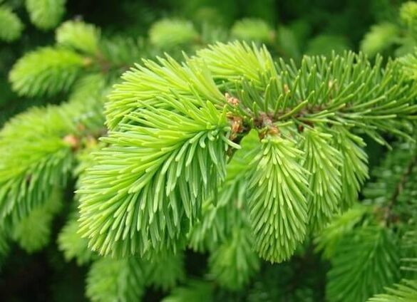 Needles to treat prostatitis